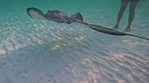 Stingray swimming away Stock Footage 296238224