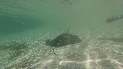 Stingray Swimming Up To Camera Stock Footage 91233858