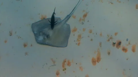 Stingray swimming with fish Stock Footage 1749222