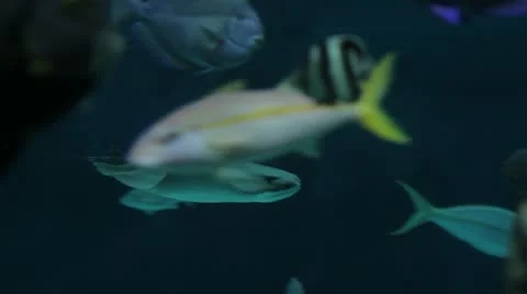 Stingray Swimming With Fish Stock Footage 21375167