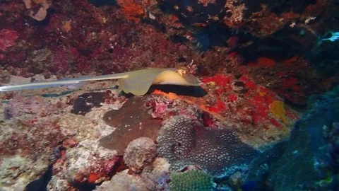 Stingray swimming Video stock 112037312