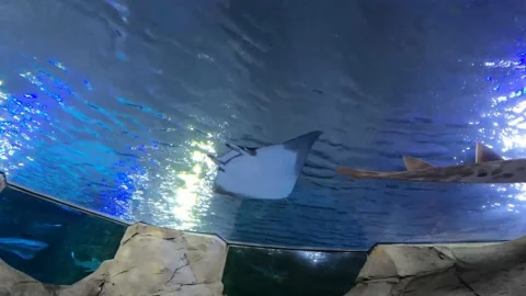 Stingray swimming by Stock Footage 162871764
