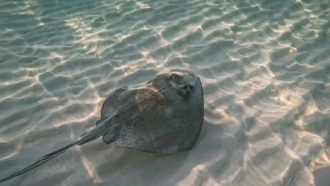 Stingray swimming Stock Footage 296238228