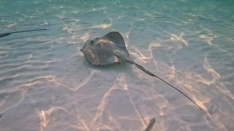 Stingray swimming Stock Footage 296238234