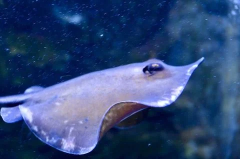 Stingray Swimming Gracefully in Deep Blue Ocean Water Aquarium Stock Photos