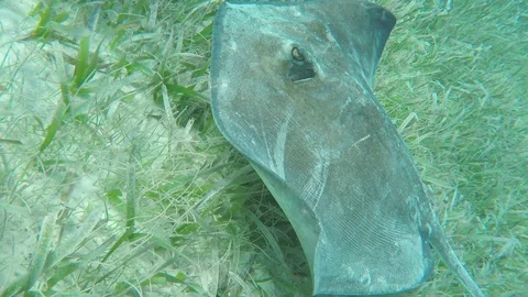 Stingray Swimming in the Ocean Stock Footage 88187022