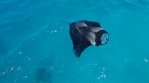 Stingray swimming in the ocean Stock Footage 94917650