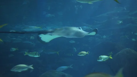 Stingray Swimming In The Ocean 库存影片 99707358