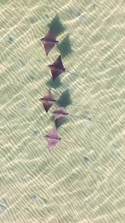 Stingray swimming in the ocean Stock Footage 321406586