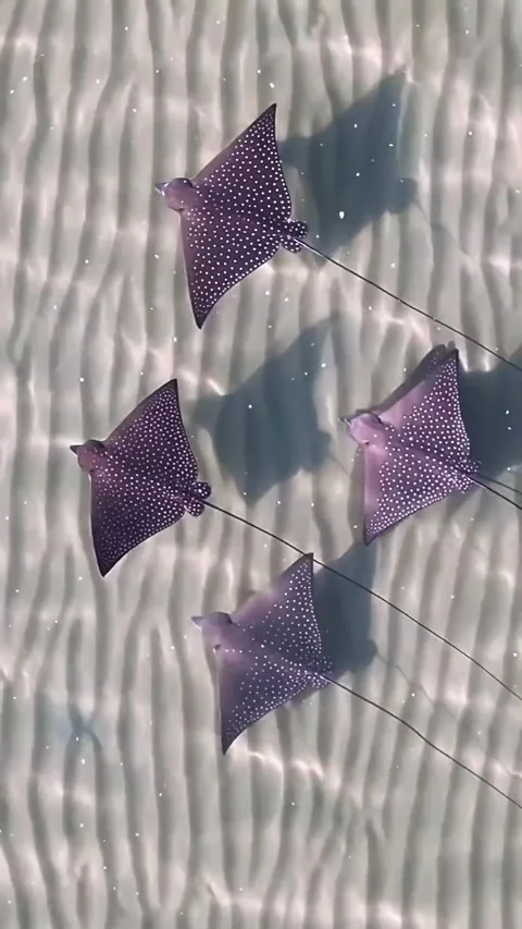 Stingray swimming in the ocean Stock Footage 321406669