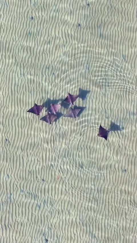 Stingray swimming in the ocean Stock Footage 321406733