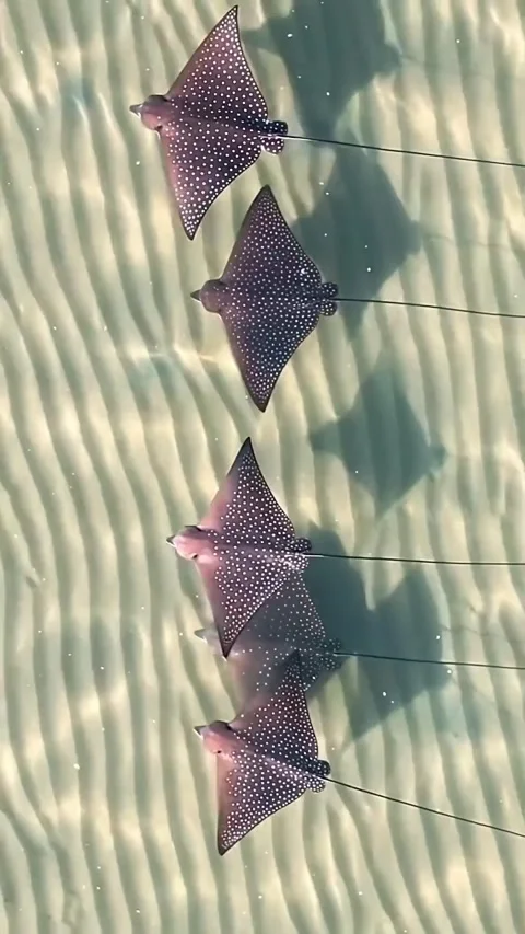 Stingray swimming in the ocean Stock Footage 321406820