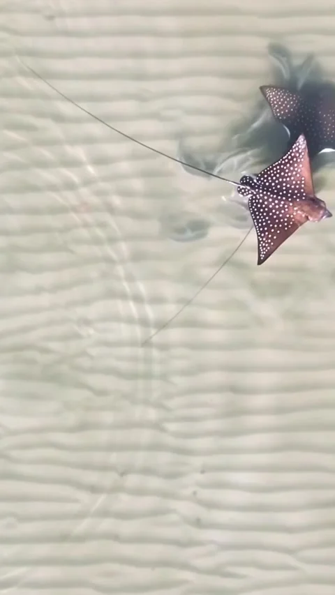 Stingray swimming in the ocean Stock Footage 321407020