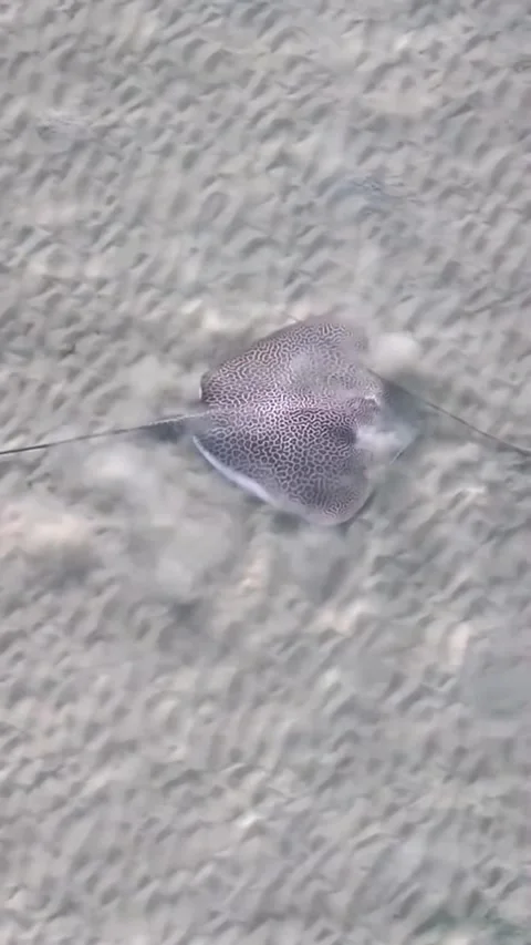Stingray swimming in the ocean Stock Footage 321407085