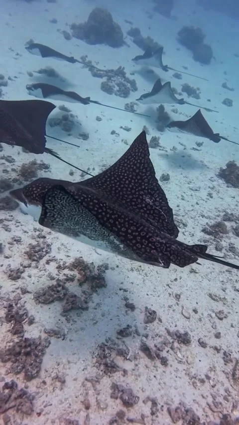 Stingray swimming in the ocean Stock Footage 321407164