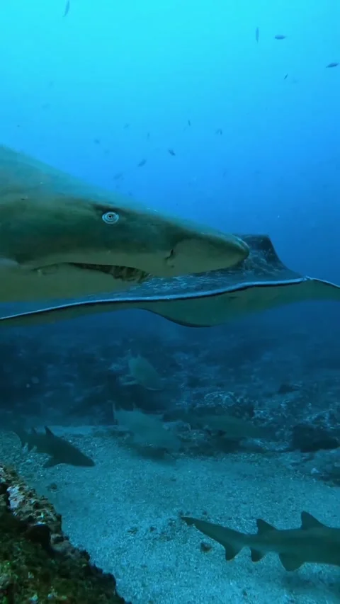 Stingray swimming in the ocean Stock Footage 321407912