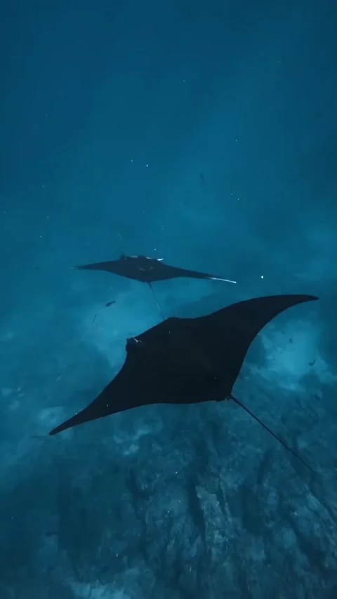 Stingray swimming in the ocean Stock Footage 321407981