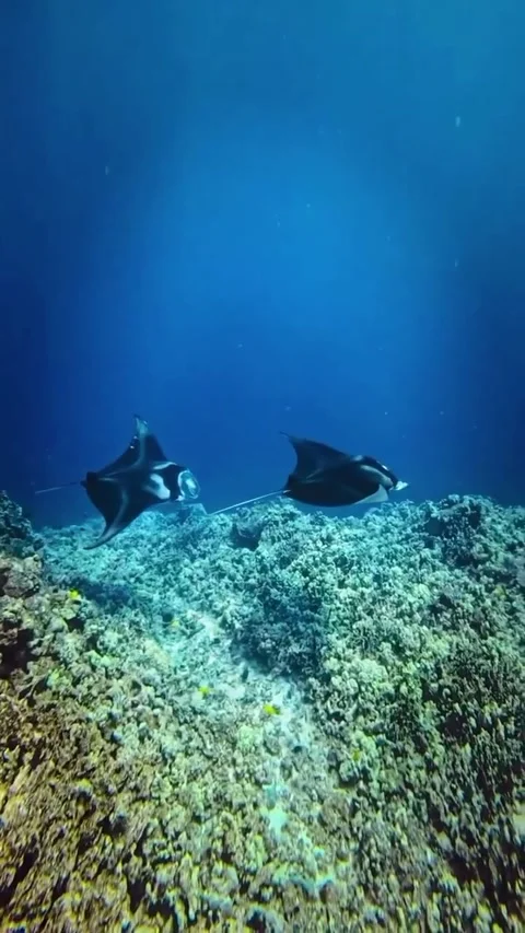 Stingray swimming in the ocean Stock Footage 321408066