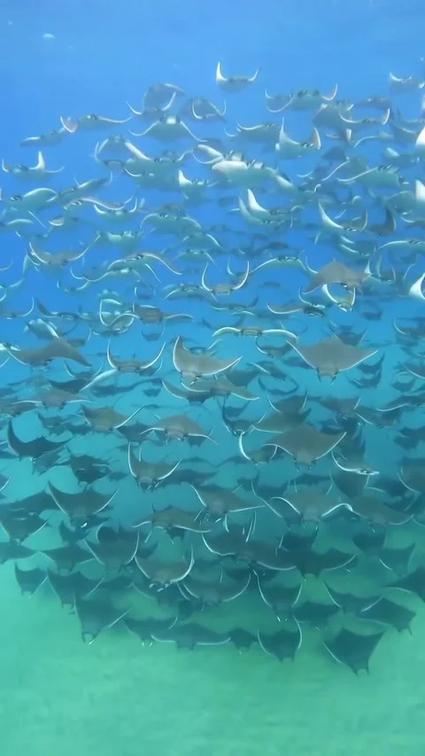 Stingray swimming in the ocean Stock Footage 321751461