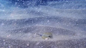 Stingray swimming over sandy bottom Stock Footage 85669657