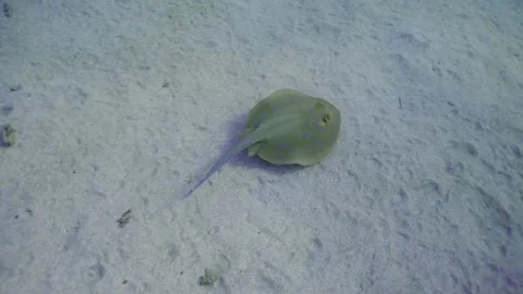 Stingray swimming over sandy bottom in sun glare on sunny day, Back view, Slow Stock Footage 252016683