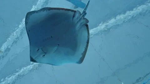 Stingray swimming overhead Stock Footage 254393756