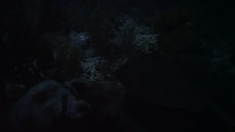 Stingray swimming on reef at night Stock Footage 111840792