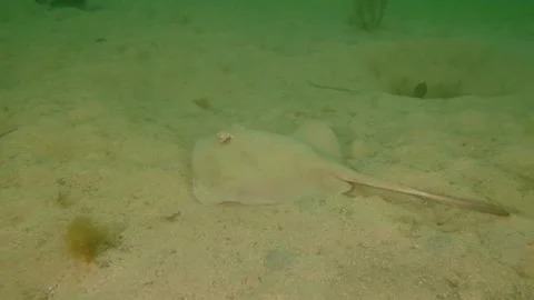 Stingray swimming sand Stock Footage 231954181