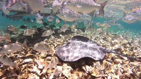 Stingray swimming with school of fish 스톡 동영상 168527385