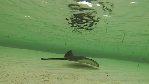 Stingray swimming, Seychelles Video stock 141361619