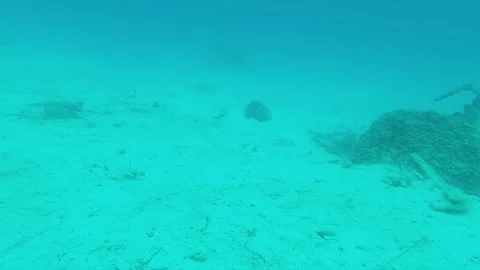 Stingray swimming through Stock Footage 279208139