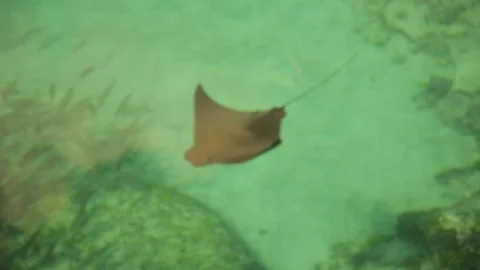 Stingray swimming through shallow ocean reef B Video stock 124084816