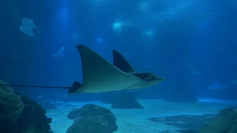 Stingray Swimming Underwater, Life In The Ocean, 4k Stock Footage