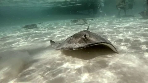 A Stingray Swims on Ocean Floor Stock-Footage 75798944