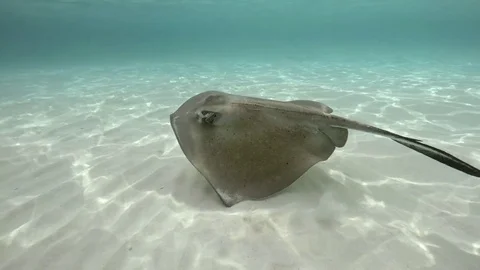 A Stingray Swims on Ocean Floor Stock Footage 75798949