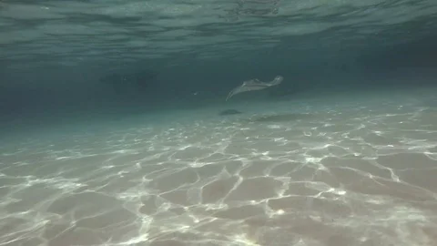 A Stingray Swims on Ocean Floor Stock Footage 75798956