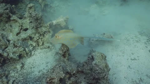 Stingray swims over corals in evening, slow motion, top view Stock Footage 243443101