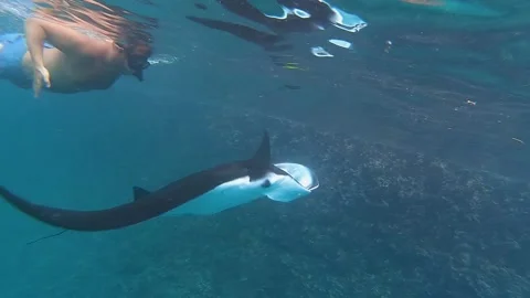 A stingray swims past close, a large stingray near the island of Nusa Penida Video stock 168480093