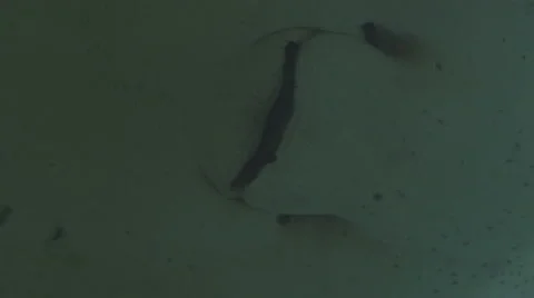Stingray swims past Stock Footage 55542575