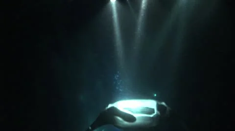 Stingray Swims Through Rays of Light Video stock 19092623