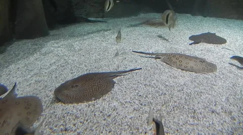 Stingray Swims In The Water Stock-Footage 54992592