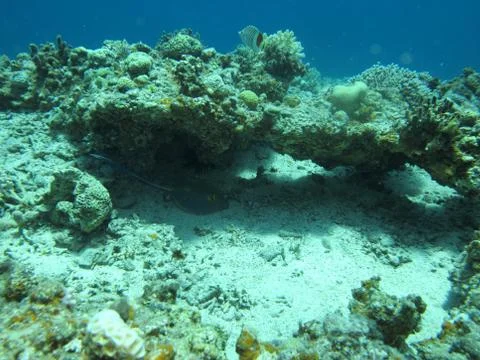 Stingray tail Stock Photos
