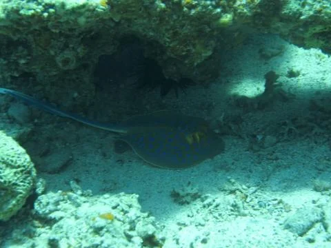Stingray tail Stock Photos