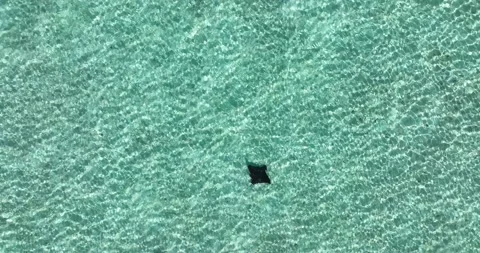 Stingray Transparent Water Bora Bora Stock Footage 208965153