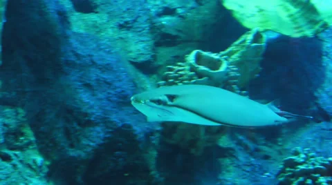 Stingray under water Stock Footage 36962926