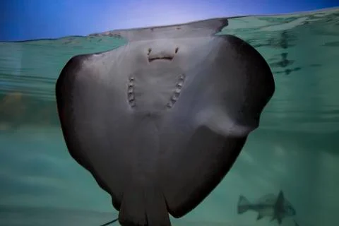 Stingray underside through glass Stock Photos
