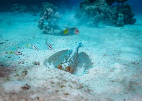 Stingray underwater behaviour Stock Photos