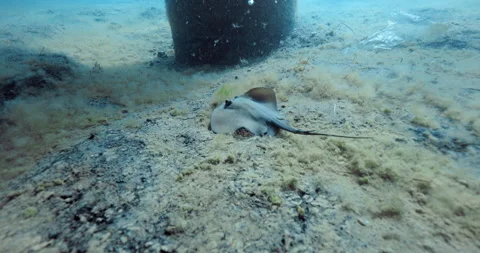 Stingray underwater in clear ocean and white sandy sea bottom Stock Footage 345366686