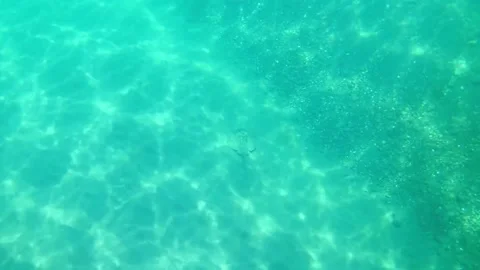 Stingray underwater Stock Footage 175475032