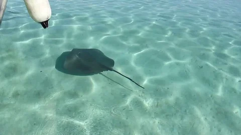 Stingray in Water Stock Footage 85226314